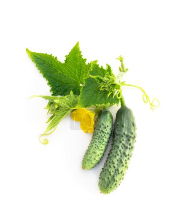 Téléchargez les photos : Jeune concombre frais avec des feuilles et des fleurs isolées sur blanc - en image libre de droit