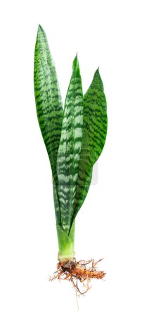 Sansevieria  plant with roots isolated on white background 