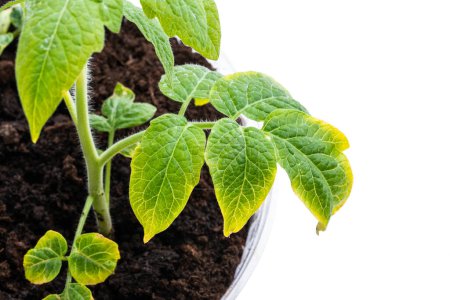 Tomato  plants with signs of lack of microelements isolated on white 