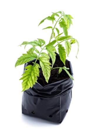 Plantas de tomate con signos de falta de microelementos aislados en blanco 