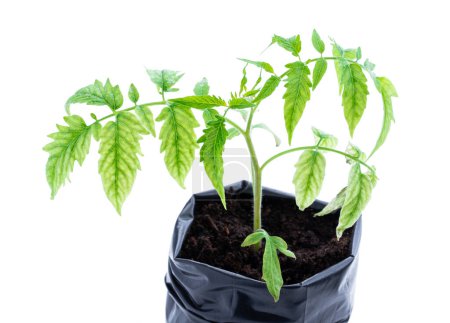 Tomato  plants with signs of lack of microelements isolated on white 