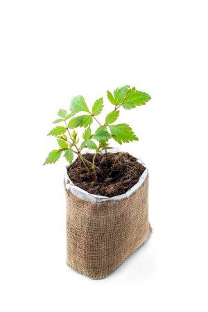 Young  Astilbe plant grow in decorative pot isolated on white 