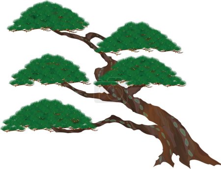 Japanese style. Vector illustration of old pine tree