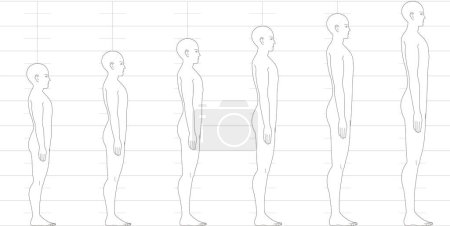 Illustration for Human height balance seen from the side. Illustration of a male figure with 6.5 heads, 7 heads, 8 heads, and 9 heads. - Royalty Free Image