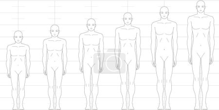 Human height balance seen from the front. Illustration of a male figure with 6.5 heads, 7 heads, 8 heads, and 9 heads.