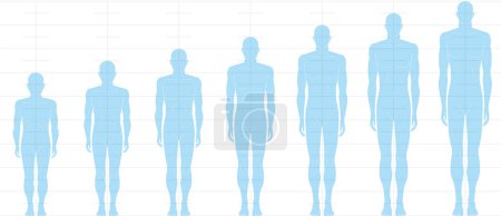 Human height balance seen from the front. Illustration of a male body with 6 heads, 7 heads, 8 heads, and 9 heads.