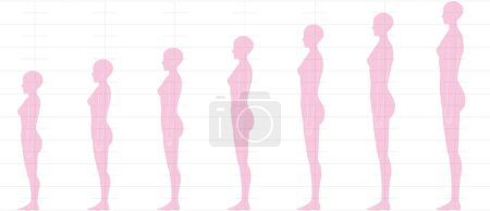 Téléchargez les illustrations : Équilibre hauteur humaine vu de côté. Illustration d'une figure féminine avec 6 têtes, 7 têtes, 8 têtes et 9 têtes. - en licence libre de droit