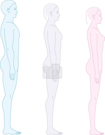 A human seen from the side. Illustration of male and female genderless body shapes