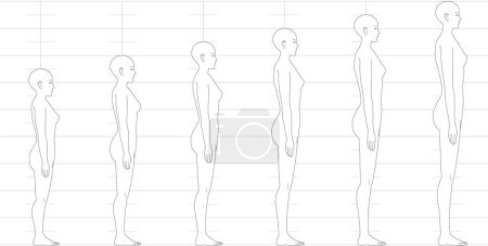 Illustration for Human height balance seen from the side. Illustration of a female figure with 6.5 heads, 7 heads, 8 heads, and 9 heads. - Royalty Free Image
