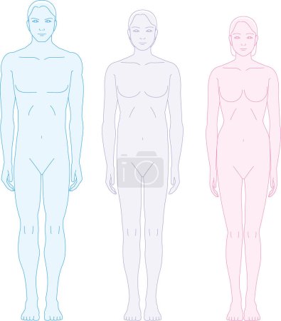 A human seen from the front. Illustration of male and female genderless body shapes