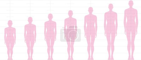 Human height balance seen from the front. Illustration of a female figure with 6 heads, 7 heads, 8 heads and 9 heads.