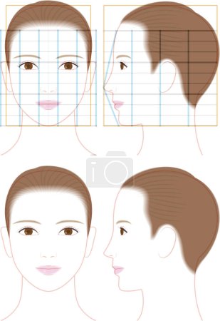 Illustration for Profile and front face of a cute woman. illustration of face proportions - Royalty Free Image