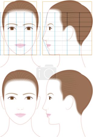 Illustration for Profile and front face of a cute woman. illustration of face proportions - Royalty Free Image