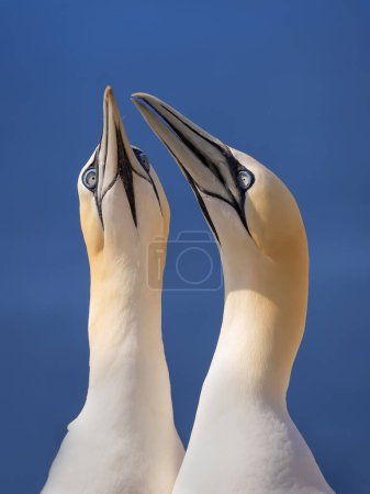 Téléchargez les photos : Deux sternes de gannet du nord à l'état sauvage. Deux oiseaux de mer en été. Belle paire d'oiseaux blancs. - en image libre de droit