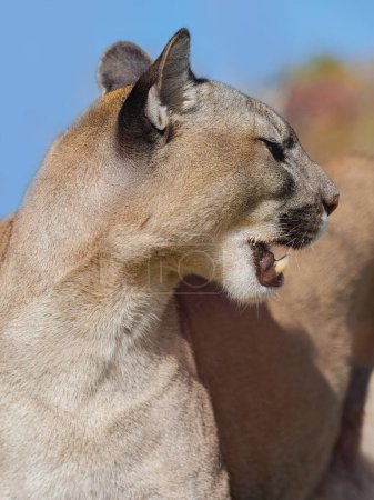 Side portrait of American Puma (Puma concolor) in daylight with open mouth