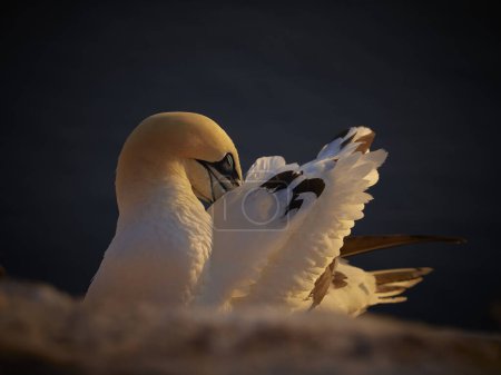 Shot of a colony bird of northern terns nesting in the evening in germany. Portrait of gannet. Portait in pose adult northern gannet in wild nature. Birdwatching in wild nature.