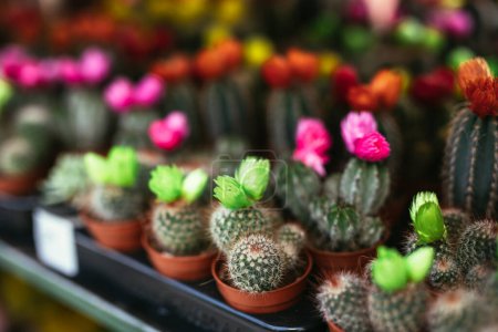 Foto de Pequeños cactus y suculentas en la floristería - Imagen libre de derechos