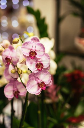 Téléchargez les photos : Pink Phalaenopsis Orchid flower in flower shop. - en image libre de droit