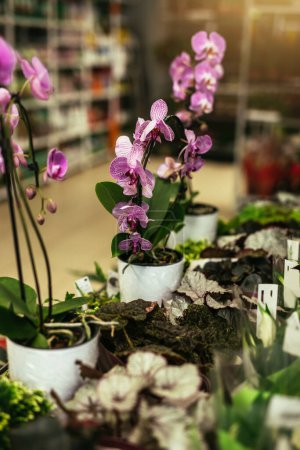 Foto de Pink Phalaenopsis Orchid flower in flower shop. - Imagen libre de derechos