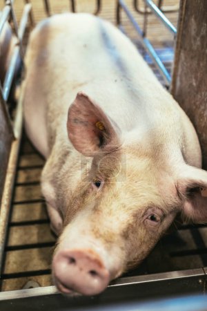 Téléchargez les photos : Des porcs d'engraissement sur un gros porc reproducteur commercial regardent les caméras. - en image libre de droit