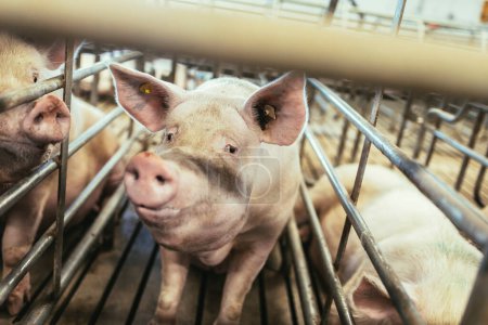 Foto de Cerdos de engorde en un gran cerdo reproductor comercial están mirando las cámaras. - Imagen libre de derechos