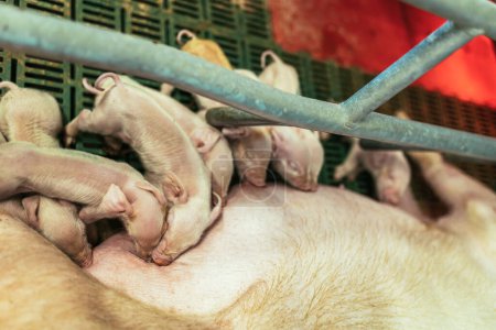 Foto de Los lechones recién nacidos chupan los pechos de su madre
. - Imagen libre de derechos