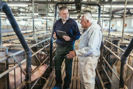 Téléchargez les photos : Senior veterinarian and farmer standing at the pig farm. - en image libre de droit