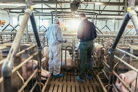 Foto de Veterinario senior y agricultor de pie en la granja de cerdos. - Imagen libre de derechos
