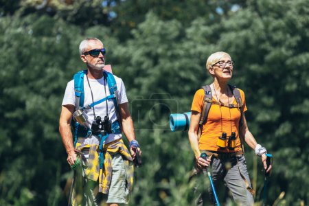 Téléchargez les photos : Mature couple hiking in forest wearing backpacks and hiking poles. Nordic walking, trekking. Healthy lifestyle. - en image libre de droit