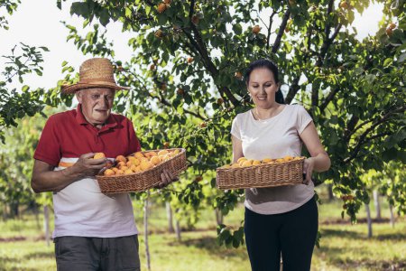 Téléchargez les photos : Heureux homme âgé avec fille adulte cueillette abricot dans le verger, satisfait de la qualité. - en image libre de droit