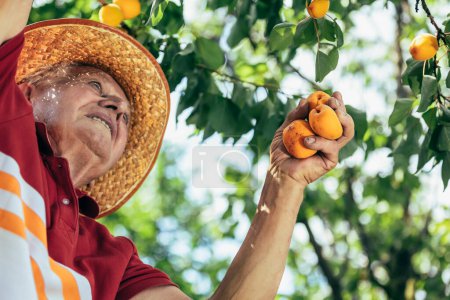 Téléchargez les photos : Heureux homme âgé cueillette abricot dans le verger, satisfait de la qualité. - en image libre de droit