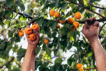 Photo for Happy senior man picking apricot in orchard, satisfied with quality. - Royalty Free Image