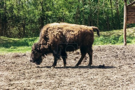 Téléchargez les photos : Bison d'Amérique seul dans son habitat naturel - en image libre de droit