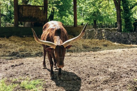 Photo for Ankole-watusi standing alone in the zoo staring at the camera - Royalty Free Image