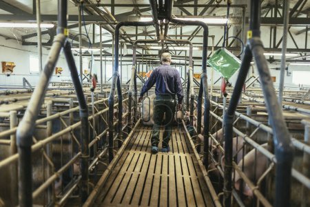Téléchargez les photos : Veterinarian in the pig farm checking on the pig's health - en image libre de droit