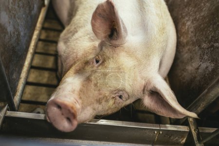 Des porcs d'engraissement sur un gros porc reproducteur commercial regardent les caméras.