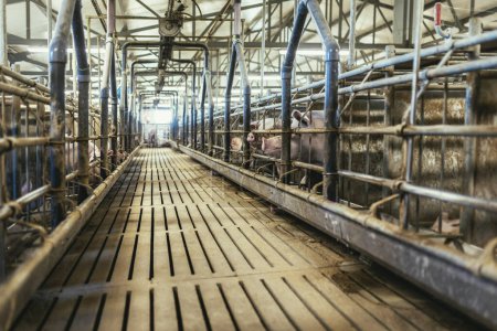 Foto de Cerdos de engorde en una gran granja comercial de porcinos reproductores. - Imagen libre de derechos