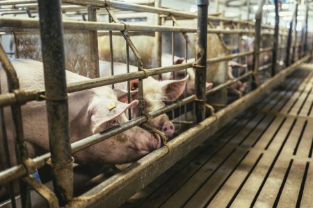 Foto de Cerdos de engorde en una gran granja comercial de porcinos reproductores. - Imagen libre de derechos
