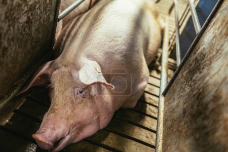 Photo for Fattening pigs on a large commercial breeding pig are looking at the cameras. - Royalty Free Image