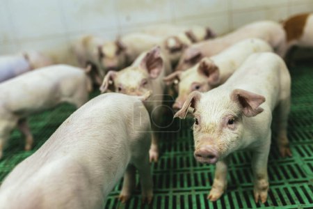 Téléchargez les photos : Porcs en quarantaine pour cause de maladie. Maladies porcines. Peste porcine africaine. - en image libre de droit