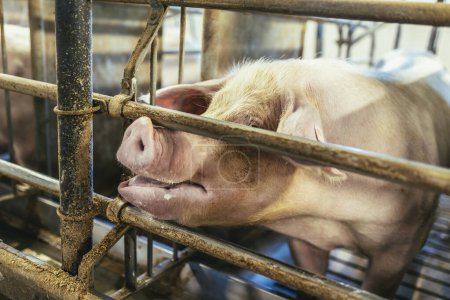 Téléchargez les photos : Des porcs d'engraissement sur un gros porc reproducteur commercial regardent les caméras. - en image libre de droit