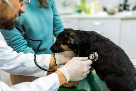 Junger Mann, von Beruf Tierarzt, untersucht Hund in moderner Tierklinik. Junger Besitzer hilft, das Tier zu beruhigen und spricht mit Tierarzt.