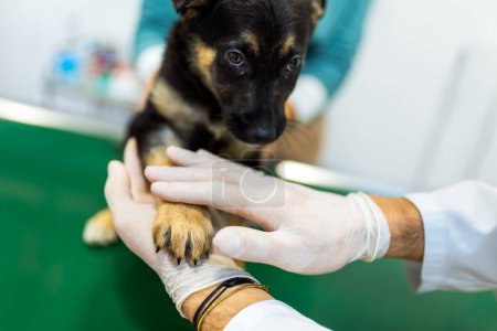 Téléchargez les photos : Médecine, soins pour animaux de compagnie et concept de personnes - gros plan de la main du chien et du vétérinaire médecin à la clinique vétérinaire - en image libre de droit