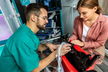 Foto de Cat se hace un ultrasonido en el consultorio veterinario. Gato en clínica veterinaria - Imagen libre de derechos