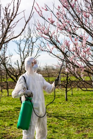 Téléchargez les photos : Pulvérisation de pesticides ou d'insecticides organiques sur les arbres fruitiers au printemps. Pulvérisation d'arbres contre l'infection fongique. - en image libre de droit