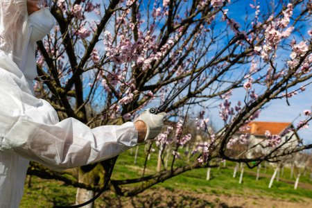 Photo for Spraying Fruit Tree with Organic Pesticide or Insecticide in Spring. Spraying Trees against Fungus Infection. - Royalty Free Image