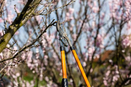 Photo for Fruit tree pruning. Garden scissors. Fruit tree pruning for sanitary reasons - Royalty Free Image