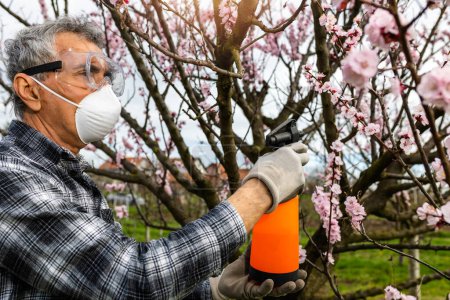 Téléchargez les photos : Pulvérisation de pesticides ou d'insecticides organiques sur les arbres fruitiers au printemps. Pulvérisation d'arbres contre l'infection fongique. - en image libre de droit