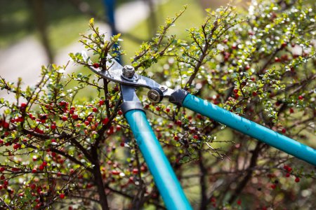 Photo for Gardener pruning tree with pruning shears - Royalty Free Image