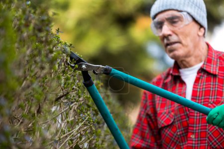 Téléchargez les photos : Jardinier taille arbre avec cisailles à élagage - en image libre de droit
